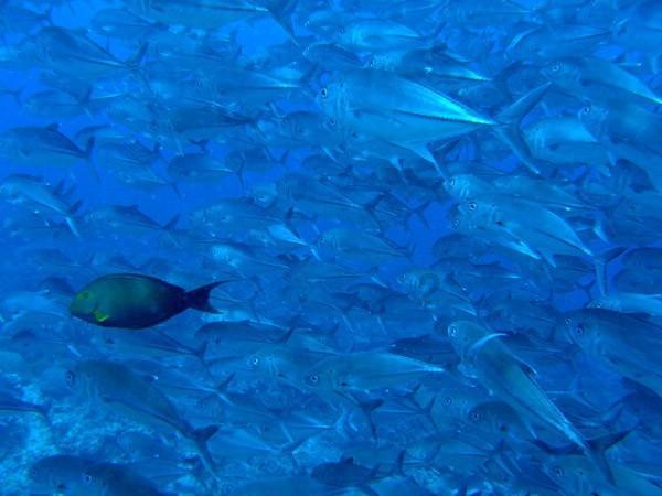 智飞生物上涨2.09%，报49.34元/股